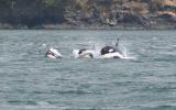 Pod of Orcas!