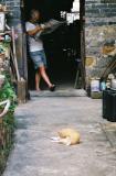 Guangzhou Siesta