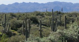 Cactus along the Bee Line Highway AZ