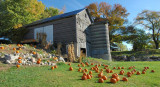 Pumpkins