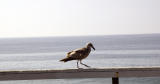 Strutting Gull