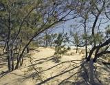 Henlopen Sand Dunes