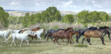 Horses on the run