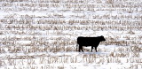 Black Cow Near Mondamin