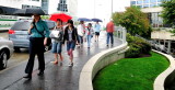 Buzzy Walks past the Visitors in the Rain