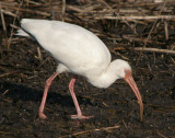 White Ibis 3