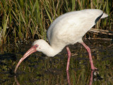 White Ibis 5