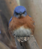 Eastern Bluebird