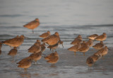 Assorted shorebirds 2