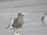 Thayers Gull 2