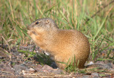 Franklins Ground Squirrel 4