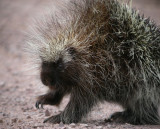 Porcupine