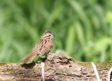 Song Sparrow