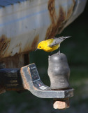 Prothonotary Warbler