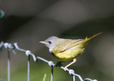 Mourning Warbler