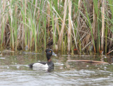 Ring-necked Duck