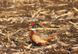 Ring-necked Pheasant