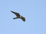 Peregrine Falcon 2