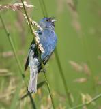 Indigo Bunting 3