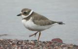 Semipalmated Plover 2