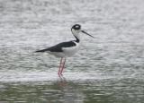 Black-Necked Stilt 2