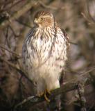 Coopers Hawk