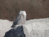 Snowy Owl