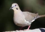 White-Winged Dove