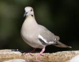 White-Winged Dove 2