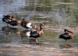 Black-Bellied Whistling Duck 2