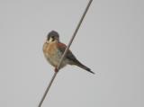 American Kestrel 2