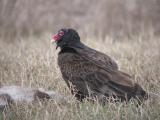 Turkey Vulture