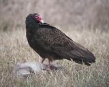 Turkey Vulture 2