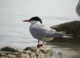 Common Tern