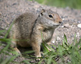 Uinta Ground Squirrel 2