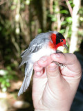 Red-faced Warbler