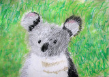 koala, Callum, age:8