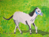 horse, Sophia Ying, age:7.5