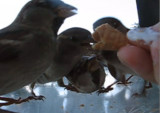 crazy sparrows