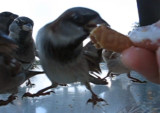 crazy sparrows