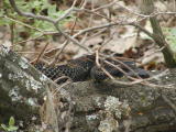 Timber Rattlesnake (black phase)
