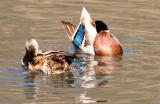 Preening-pair