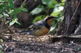 Varied Thrush