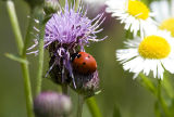 Seven-Spotted Ladybug.jpg