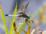 Blue Dasher (Pachydiplax longipennis) Male (13).jpg