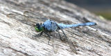 Eastern Pondhawk Male  .jpg