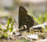 My best of the Juniper Hairstreak.jpg