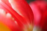 Tulip Abstract