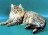 Oskar Sirenevy Tuman.jpg