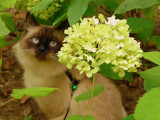 Bubastis Bitjoeg.jpg